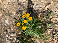IMG_1871